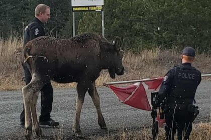 moose-set-loose-in-bc.-interior-with-the-help-of-a-canadian-flag