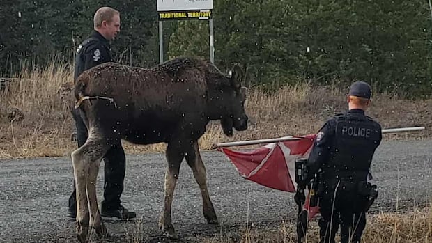 moose-set-loose-in-bc.-interior-with-the-help-of-a-canadian-flag