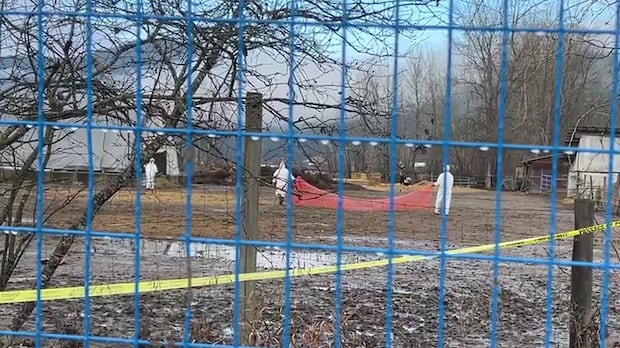 crews-in-hazmat-suits-move-in-on-ostriches-at-bc.-farm-after-top-court-dismisses-appeal-to-save-flock