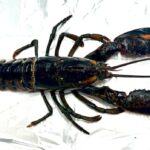 new-ns.-study-finds-microplastics-in-edible-portions-of-lobster-tails
