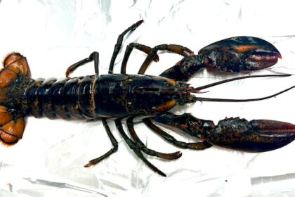 new-ns.-study-finds-microplastics-in-edible-portions-of-lobster-tails