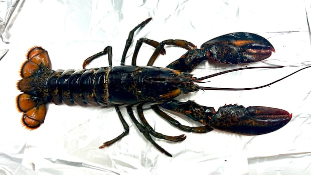 new-ns.-study-finds-microplastics-in-edible-portions-of-lobster-tails