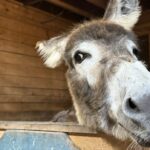 a-donkey’s-harrowing-journey-to-get-life-saving-care-at-the-atlantic-veterinary-college-has-a-happy-ending