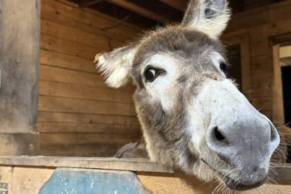 a-donkey’s-harrowing-journey-to-get-life-saving-care-at-the-atlantic-veterinary-college-has-a-happy-ending