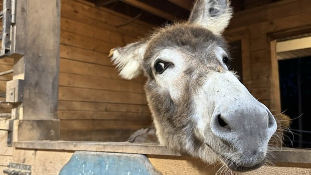 a-donkey’s-harrowing-journey-to-get-life-saving-care-at-the-atlantic-veterinary-college-has-a-happy-ending