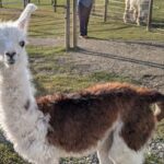 peanut-the-orphaned-baby-llama-recovering-after-mother-killed-by-bears
