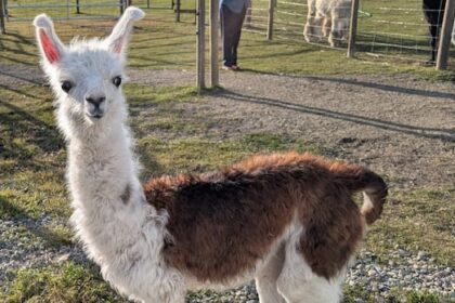 peanut-the-orphaned-baby-llama-recovering-after-mother-killed-by-bears