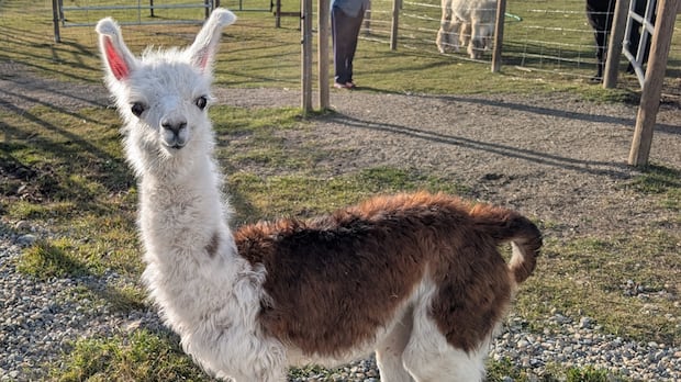 peanut-the-orphaned-baby-llama-recovering-after-mother-killed-by-bears