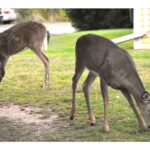westville-to-create-new-bylaw-banning-deer-feeding