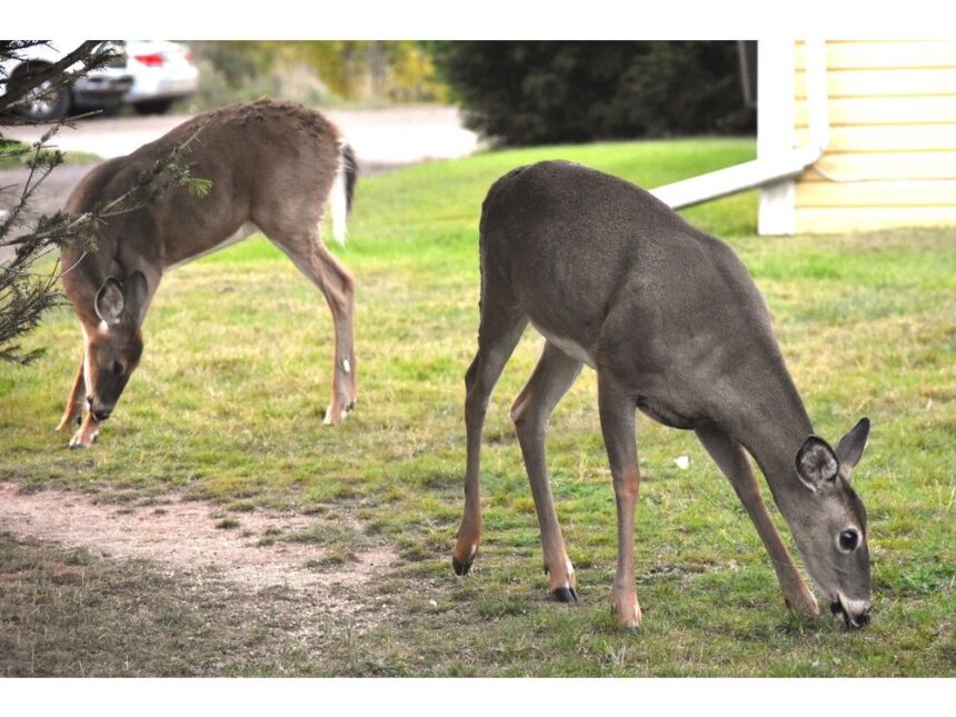 westville-to-create-new-bylaw-banning-deer-feeding