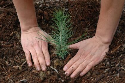 no-immediate-change-coming-to-pei.s-2-billion-trees-program-amid-federal-cuts