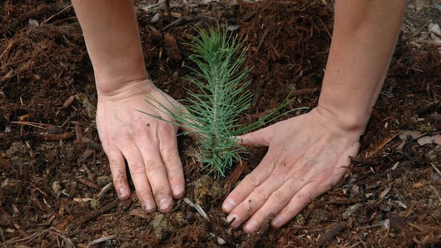 no-immediate-change-coming-to-pei.s-2-billion-trees-program-amid-federal-cuts