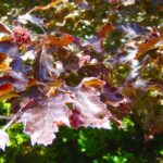 a-103-year-old-tree-in-north-saanich-grew-from-seeds-from-flanders-fields.-who-planted-it?