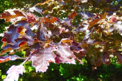 a-103-year-old-tree-in-north-saanich-grew-from-seeds-from-flanders-fields.-who-planted-it?
