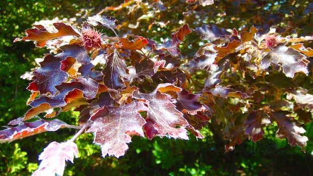 a-103-year-old-tree-in-north-saanich-grew-from-seeds-from-flanders-fields.-who-planted-it?