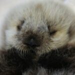 toxic-‘forever-chemicals’-are-in-bc.-sea-otters,-new-study-finds