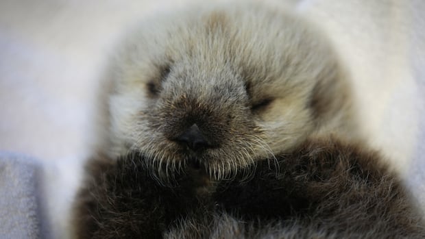 toxic-‘forever-chemicals’-are-in-bc.-sea-otters,-new-study-finds