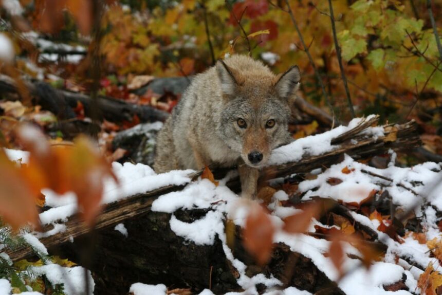 whos-afraid-of-the-big,-bad-coywolf?