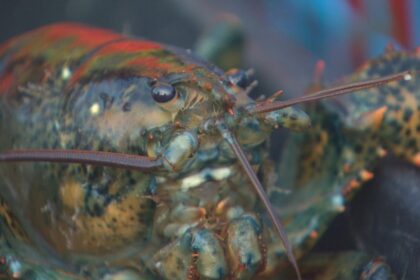 are-there-microplastics-in-pei.-lobster-meat?-most-likely,-says-researcher