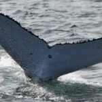 dfo-investigating-3rd-whale-death-off-bc.’s-coast-within-weeks
