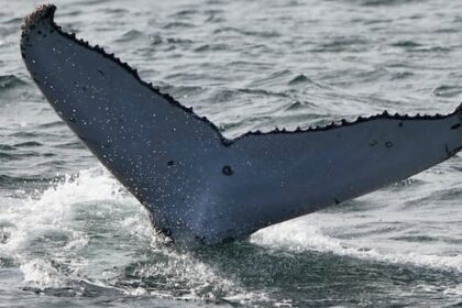 dfo-investigating-3rd-whale-death-off-bc.’s-coast-within-weeks