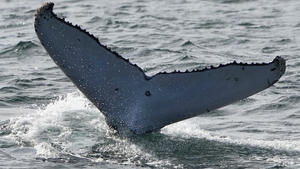dfo-investigating-3rd-whale-death-off-bc.’s-coast-within-weeks