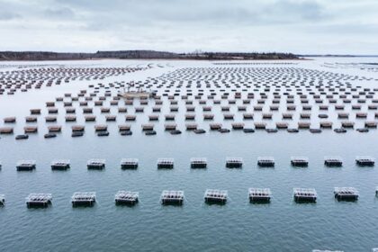 pei-company-seeks-approval-to-import-disease-resistant-oyster-stock-from-the-us.