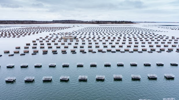 pei-company-seeks-approval-to-import-disease-resistant-oyster-stock-from-the-us.