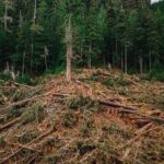 bc.’s-century-long-feast-on-big,-old-trees-has-sent-forests-into-freefall