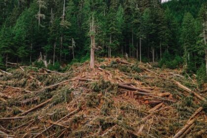 bc.’s-century-long-feast-on-big,-old-trees-has-sent-forests-into-freefall