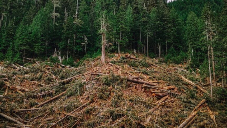 bc.’s-century-long-feast-on-big,-old-trees-has-sent-forests-into-freefall