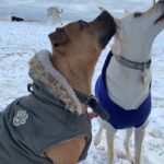 do-breed-bans-work?-city-of-regina-survey-sparks-discussion-on-how-to-deal-with-aggressive-dogs