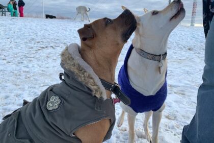 do-breed-bans-work?-city-of-regina-survey-sparks-discussion-on-how-to-deal-with-aggressive-dogs