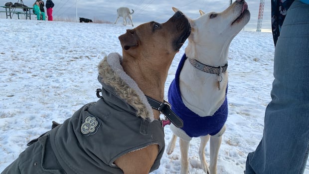 do-breed-bans-work?-city-of-regina-survey-sparks-discussion-on-how-to-deal-with-aggressive-dogs