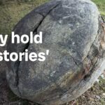 thunderbird-eggs-return-home