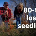 nb.-christmas-tree-farmer-loses-seedlings-to-drought