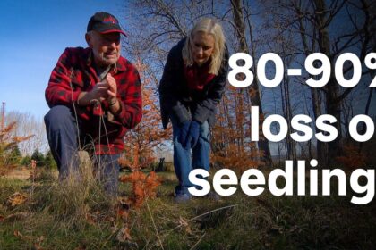 nb.-christmas-tree-farmer-loses-seedlings-to-drought