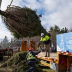 tariff-tensions-don’t-stop-annual-christmas-tree-gift-from-nova-scotia-to-boston