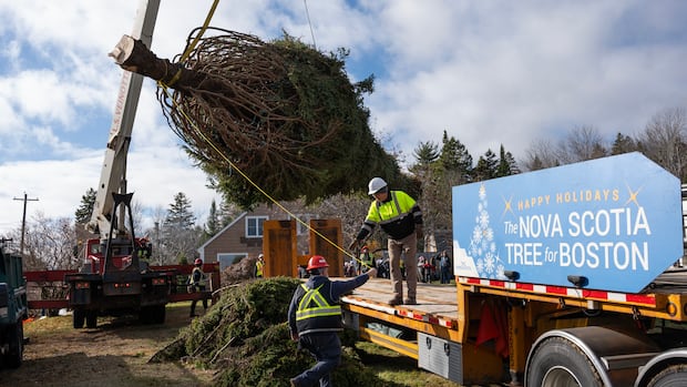tariff-tensions-don’t-stop-annual-christmas-tree-gift-from-nova-scotia-to-boston