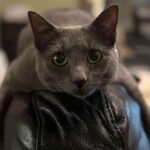 saskatoon-family-wants-justice-after-they-say-their-cat-was-trapped-and-left-in-a-rural-field