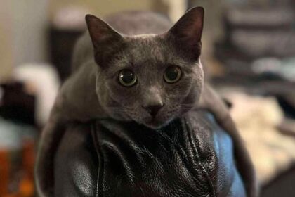 saskatoon-family-wants-justice-after-they-say-their-cat-was-trapped-and-left-in-a-rural-field