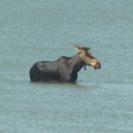 group-calls-on-wind-turbine-developers-to-help-protect-moose