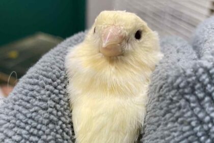 dozens-of-birds-rescued-from-winnipeg-home-after-weeks-of-neglect