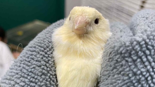 dozens-of-birds-rescued-from-winnipeg-home-after-weeks-of-neglect