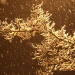 part-of-northwestern-manitoba-under-snowfall-warning-until-saturday