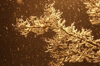 part-of-northwestern-manitoba-under-snowfall-warning-until-saturday