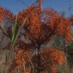 nb.-christmas-tree-farm-suffers-the-effects-of-months-long-drought