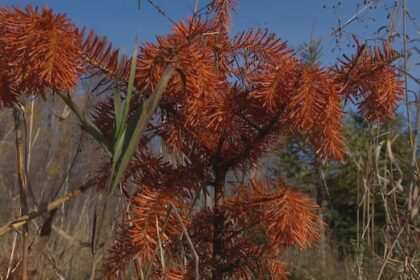 nb.-christmas-tree-farm-suffers-the-effects-of-months-long-drought