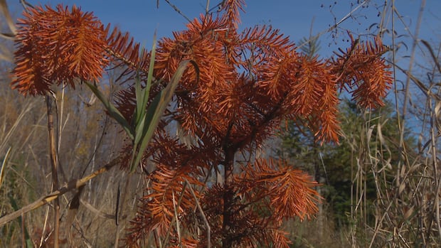 nb.-christmas-tree-farm-suffers-the-effects-of-months-long-drought