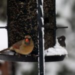 bird-feeders-can-make-a-difference-for-species-wintering-on-pei.,-nature-group-says